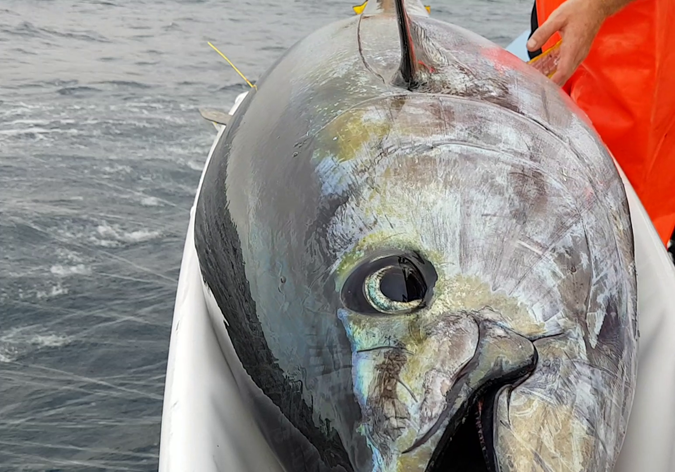 Markierter Gelbflossen-Thunfisch