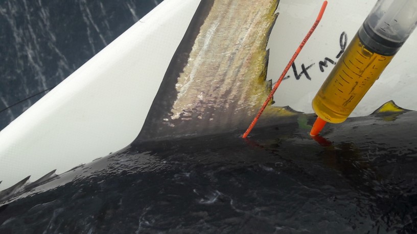 Chemische Markierung eines Thunfisches