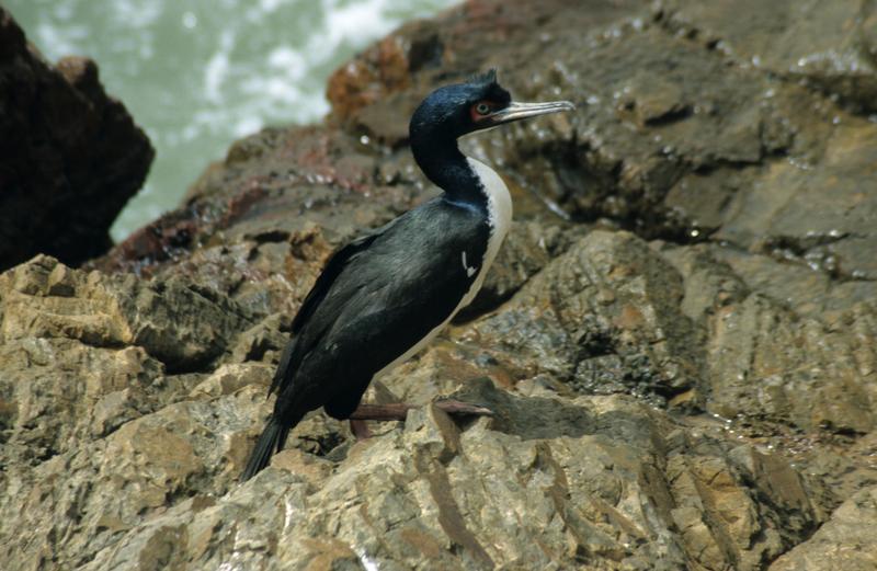 Guano de cormoran