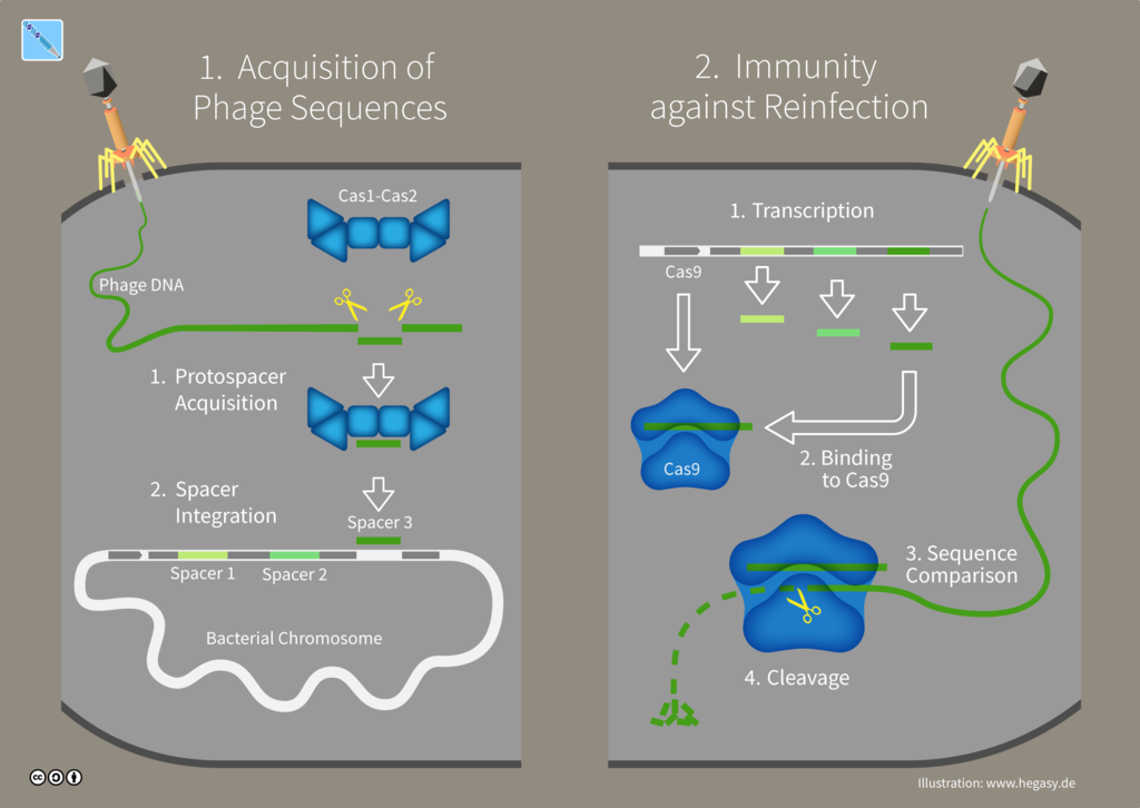 CRISPR/Cas9 verleiht dem Bakterium adaptive Immunität