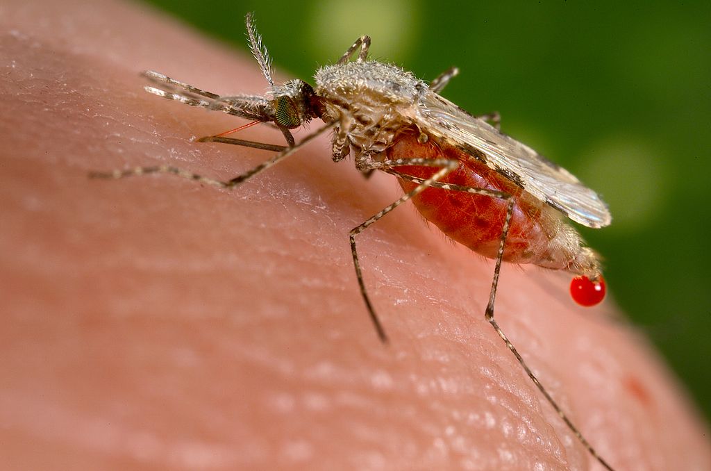 CRISPR/Cas pourrait peut-être servir à réguler les populations de moustiques
