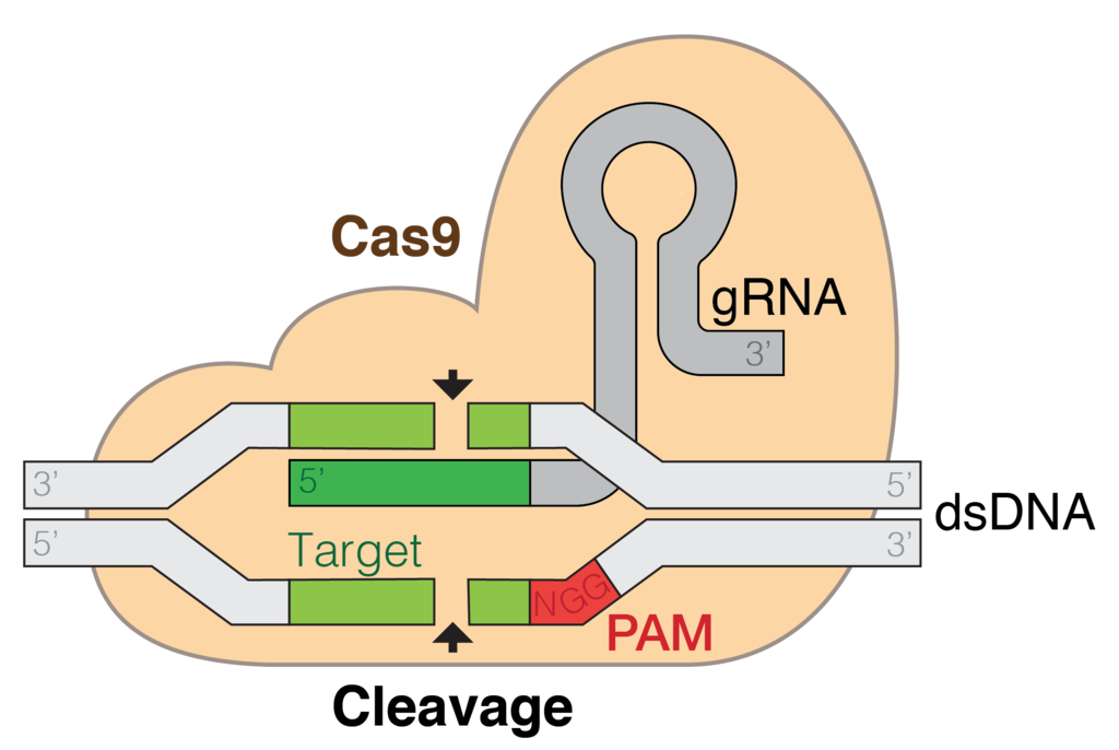 Schéma du système CRISPR/Cas9