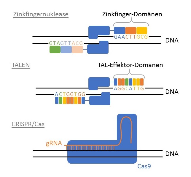 Vergleich Genomeditierungsmethoden