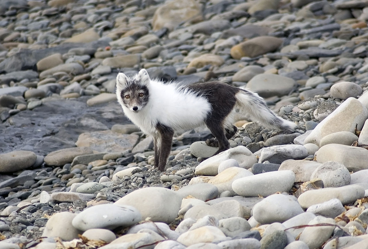 Renard arctique dans son pelage intermédiaire avant l'hiver
