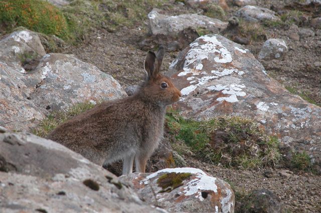 Lièvre brun d'hiver dans les îles Féroé