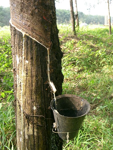 Le latex s'écoule d'une encoche taillée dans l'écorce de l'arbre