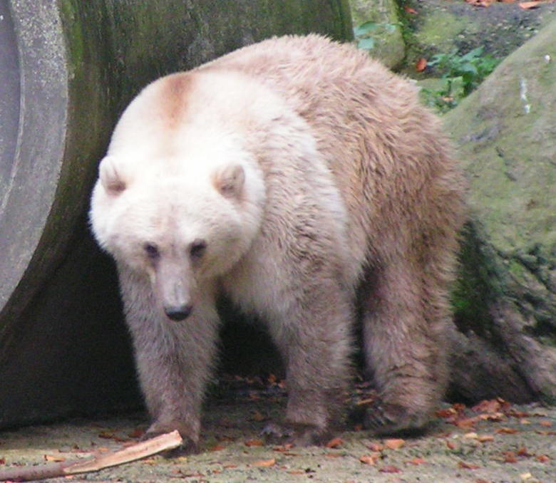 Orso di colore marrone chiaro con macchie quasi biancastre su testa e collo, fotografato in un recinto