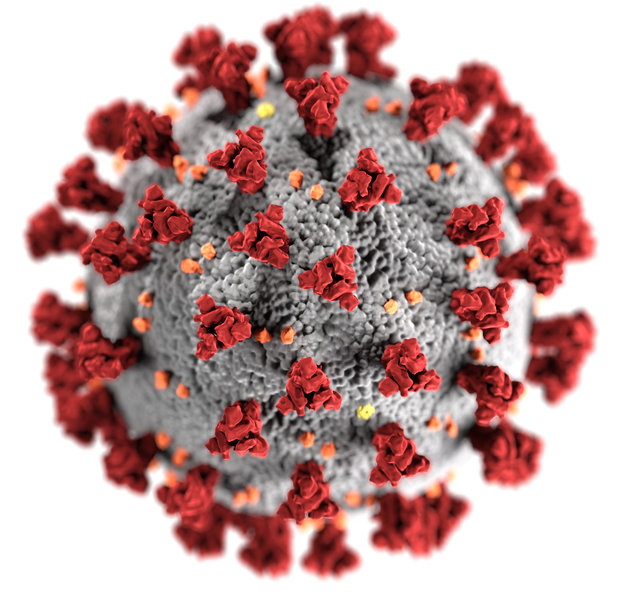 Coronavirus SARS-CoV-2