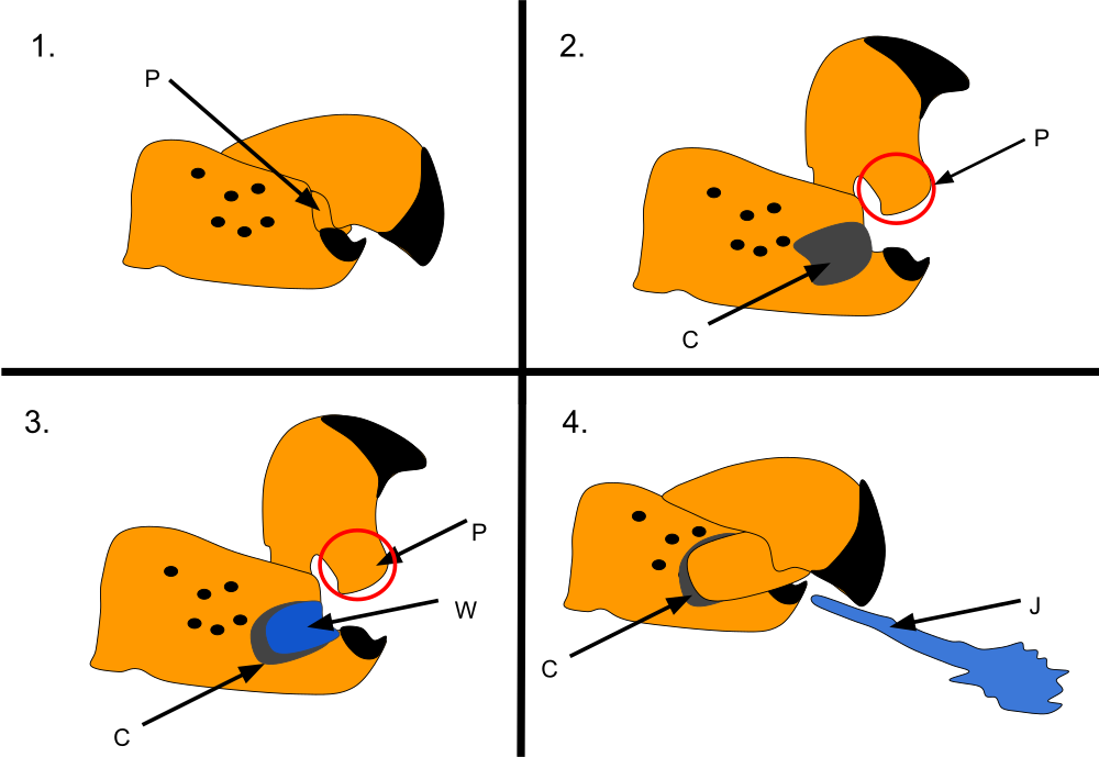 Funktionsweise der Schere eines Knallkrebses