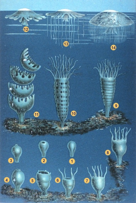 Illustration der verschiedenen Stadien im Leben einer Qualle, alternierend zwischen der sesshaften und der frei schwimmenden Lebensweise