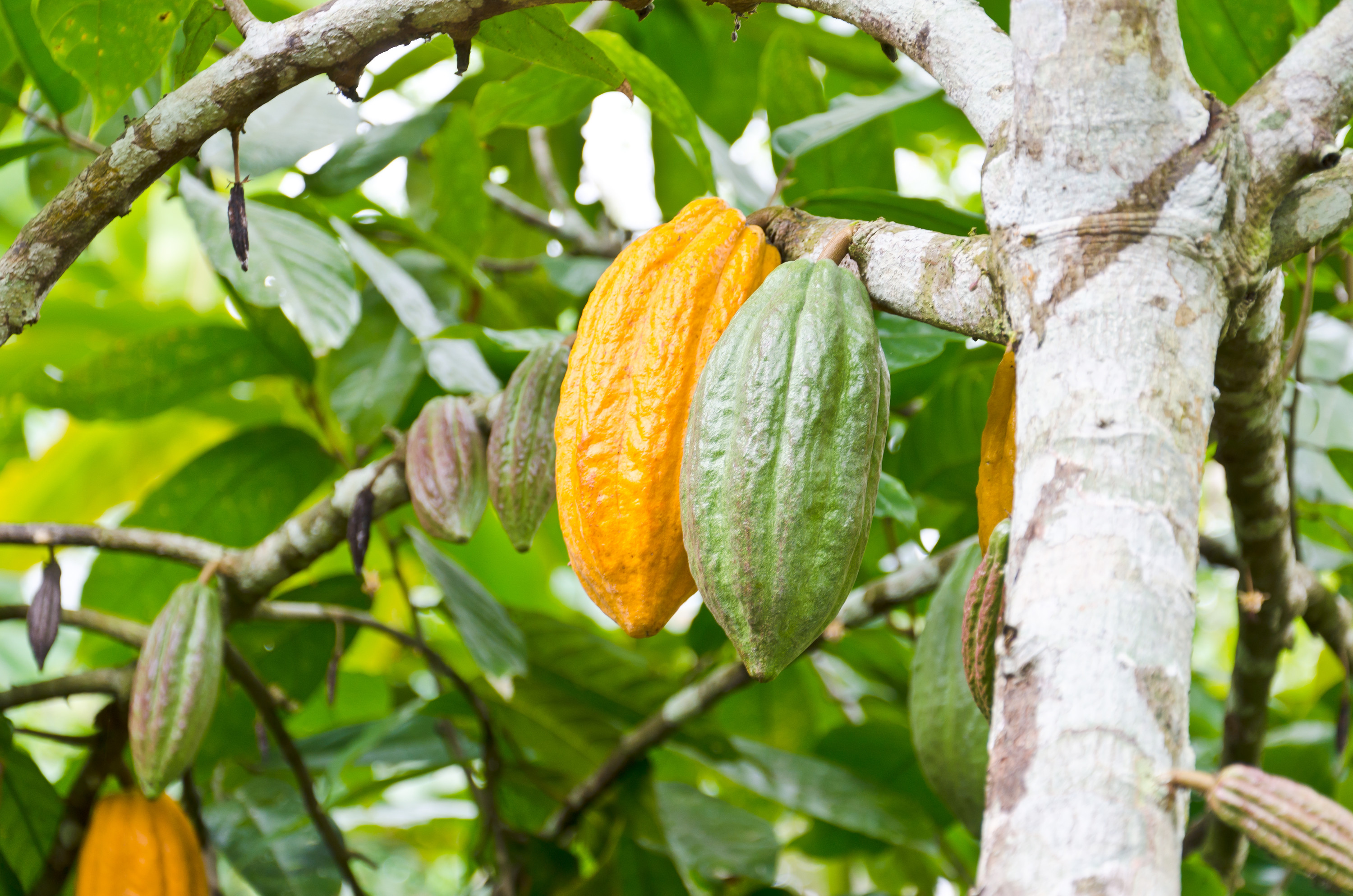 Kakaobaum mit gelben und grünen Schoten