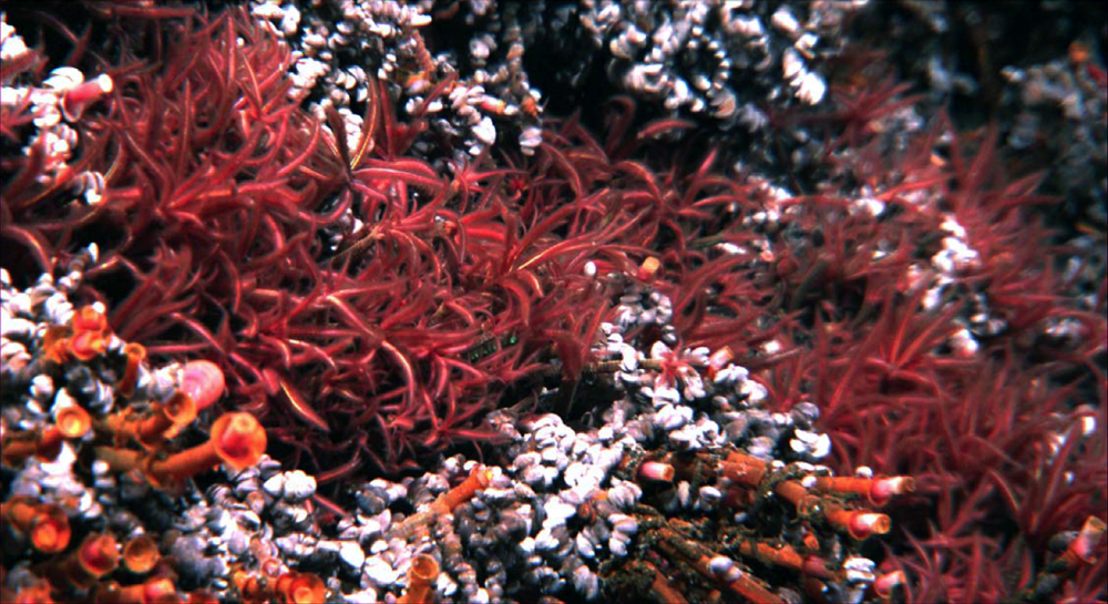 Aufnahme des Meeresgrundes mit rötlichen, palmwedelartigen und orangefarbenen, röhrenförmigen Organismen