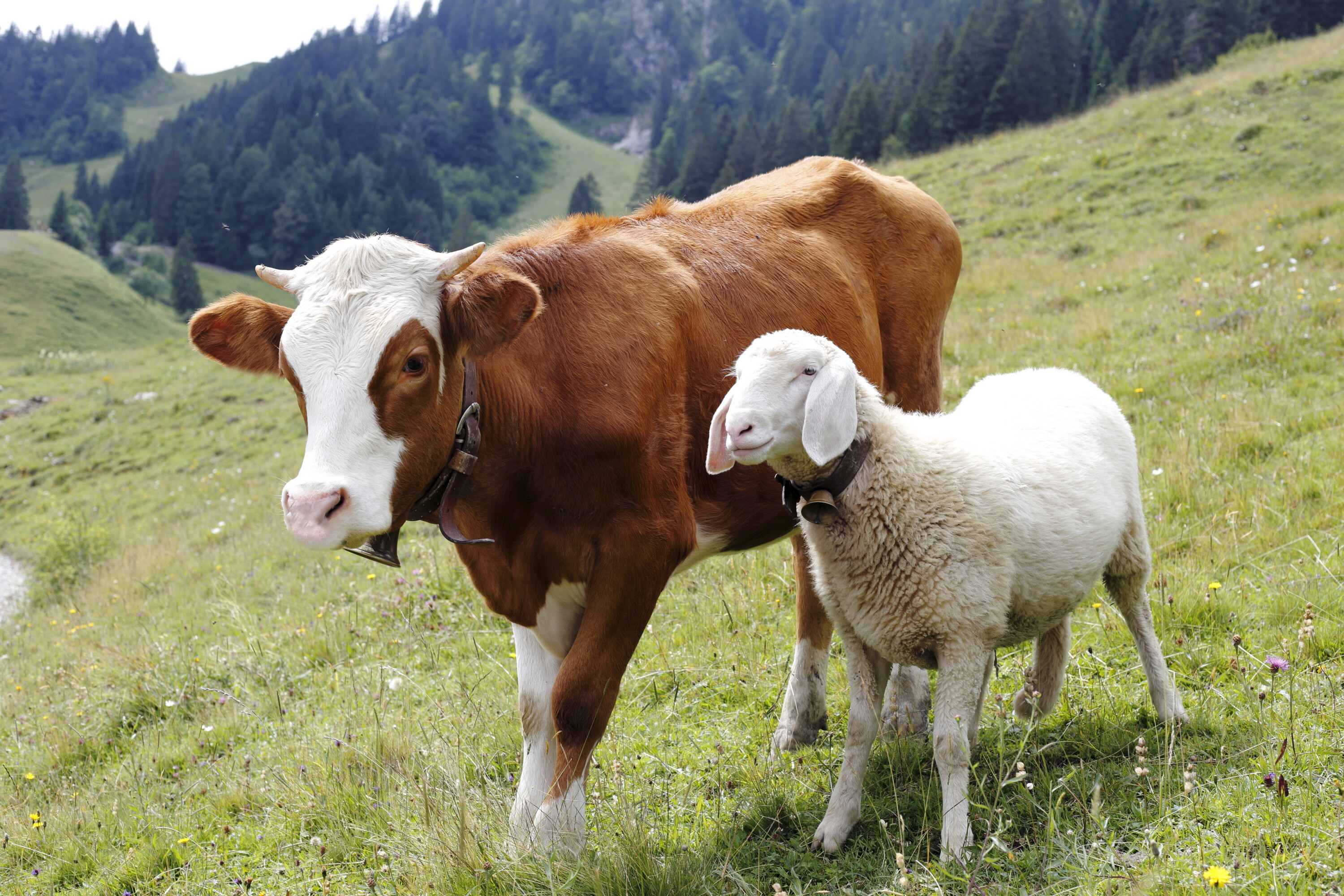 Kuh und Schaf auf einer Alpweide