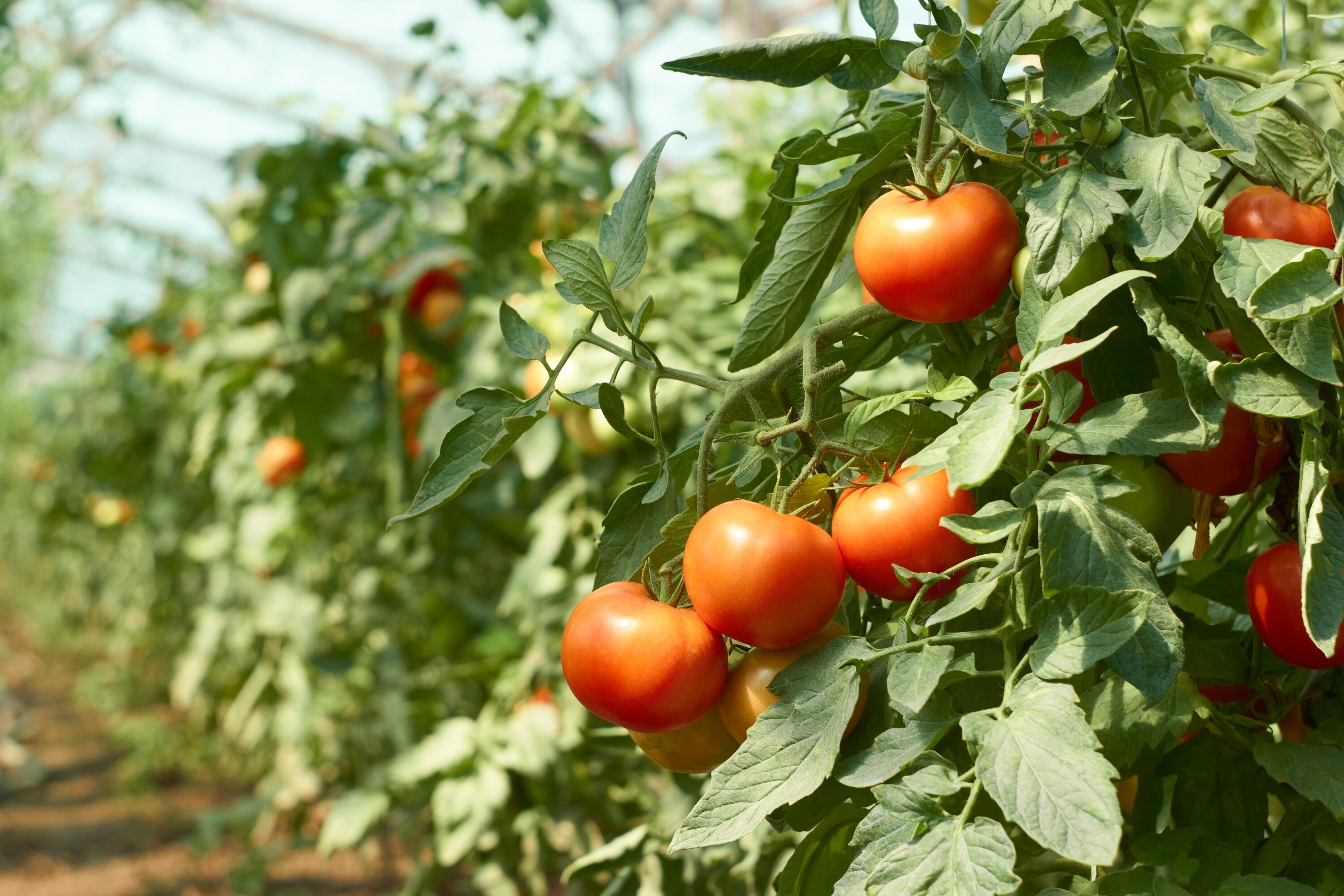 Reifende Tomaten im Gewächshaus