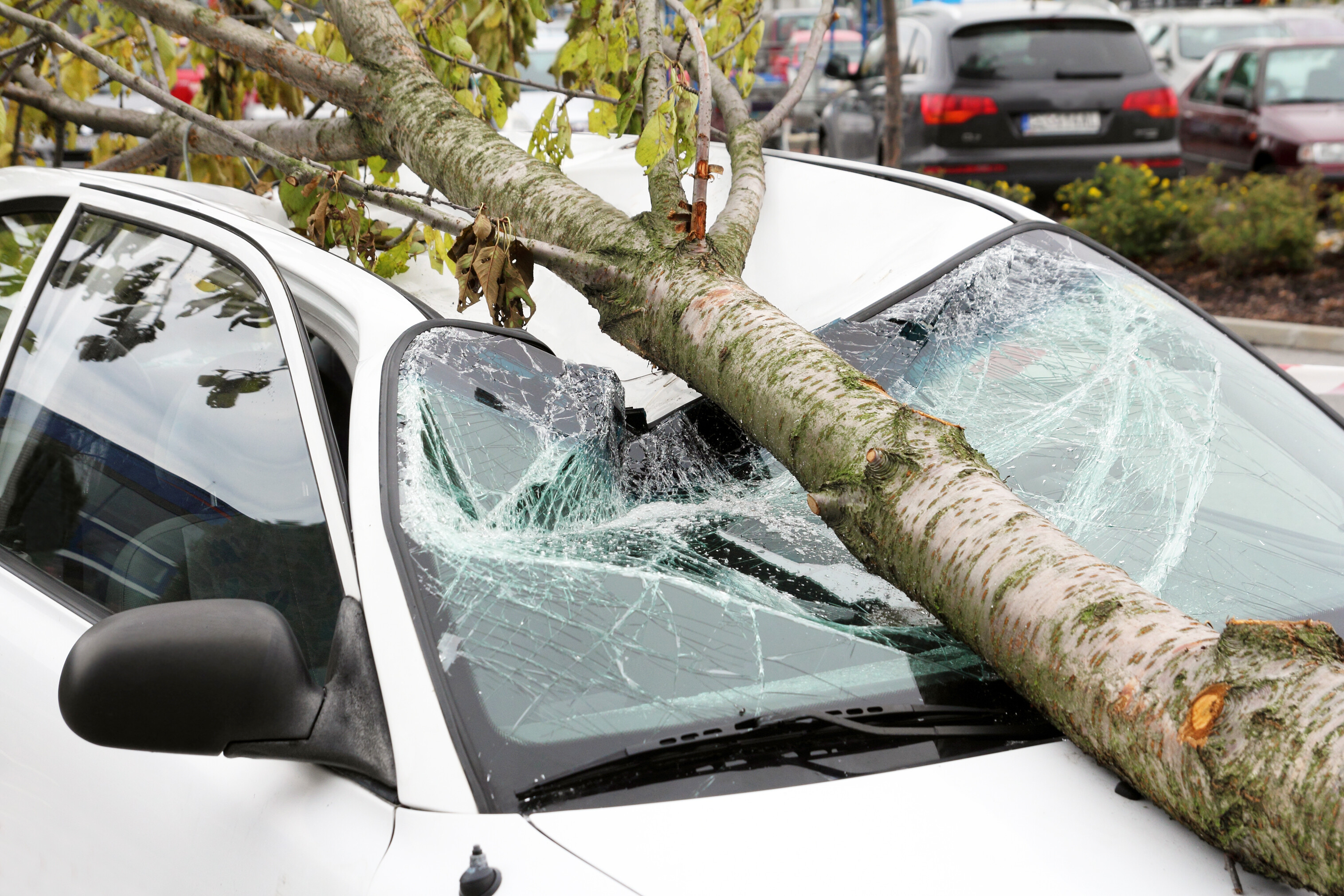 Auto, dessen Front von einem umgestürzten Baum eingedrückt wurde