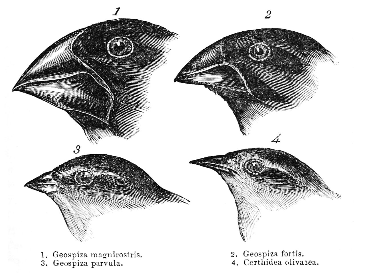 Historische schwarz-weiss-Illustration der Köpfe und Schnäbel von vier Darwinfinken
