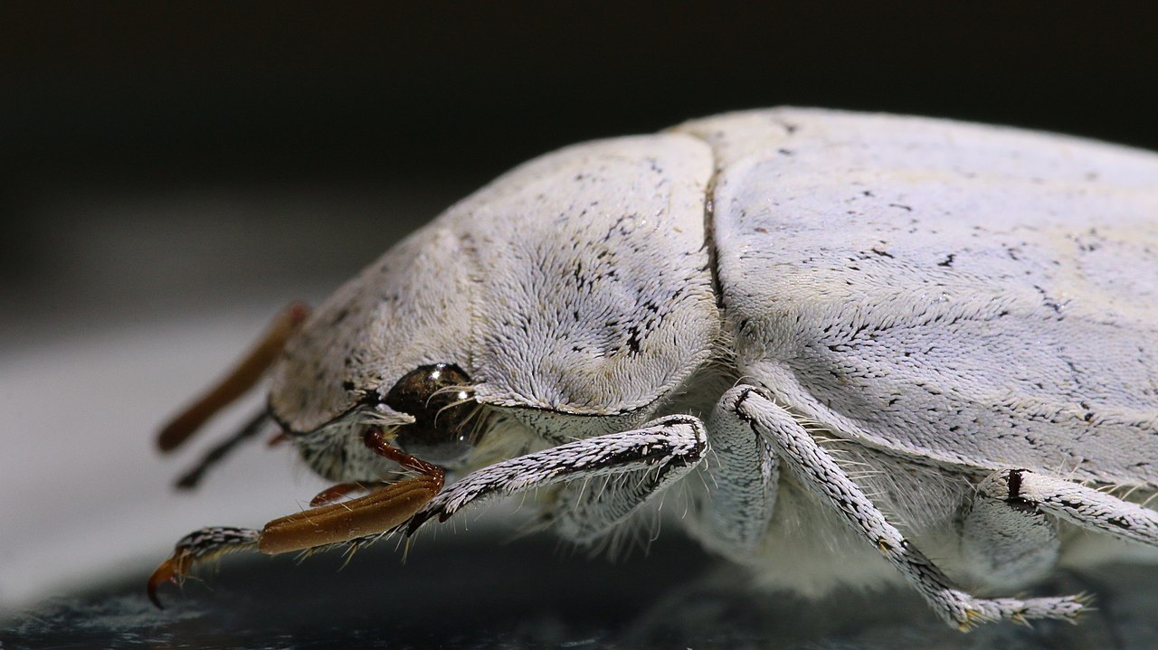 Makroaufnahme: Vorderteil eines weissen Käfers auf dunklem Grund