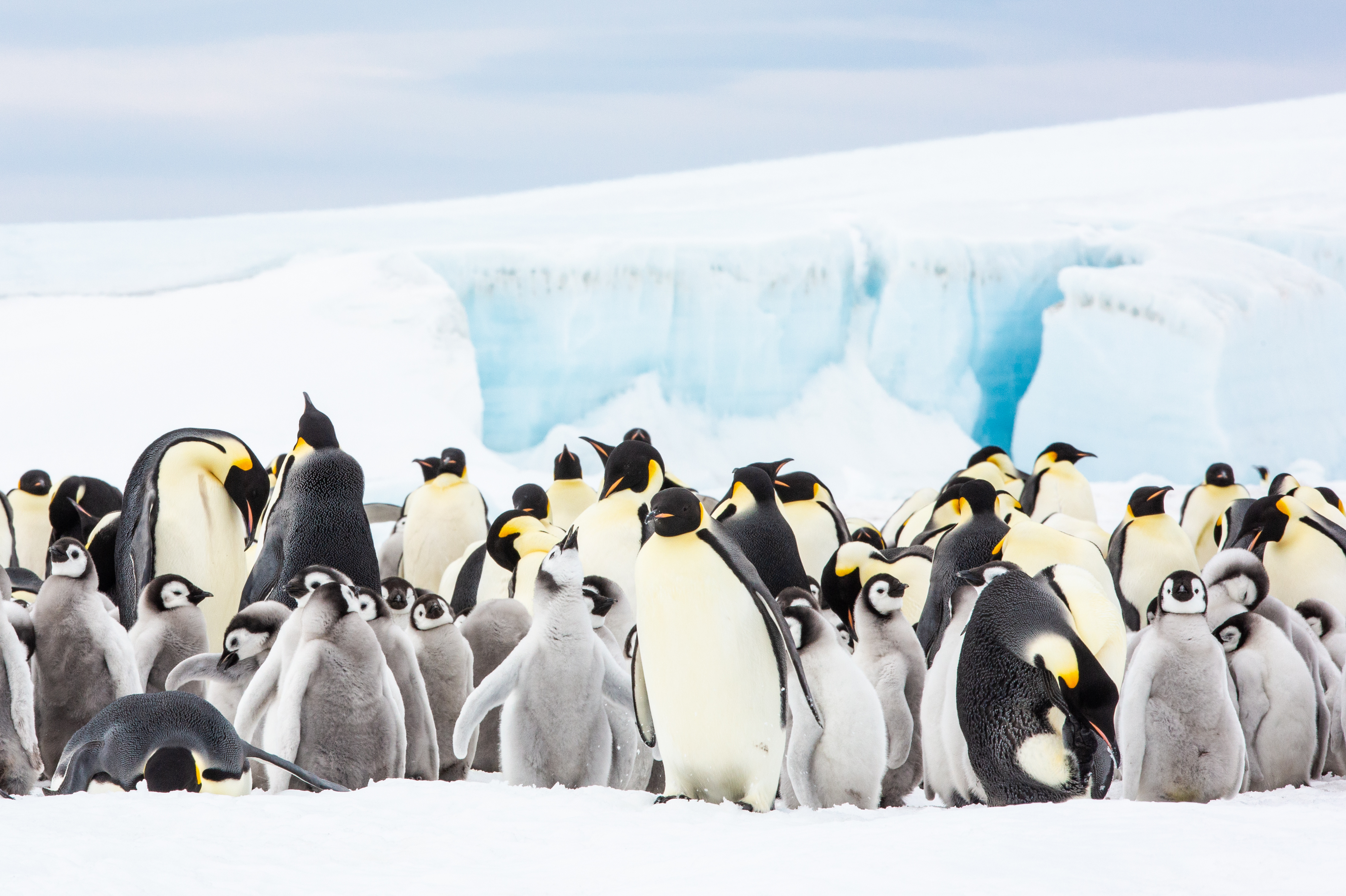 Kolonie von Pinguinen und ihren Jungtieren im Eis