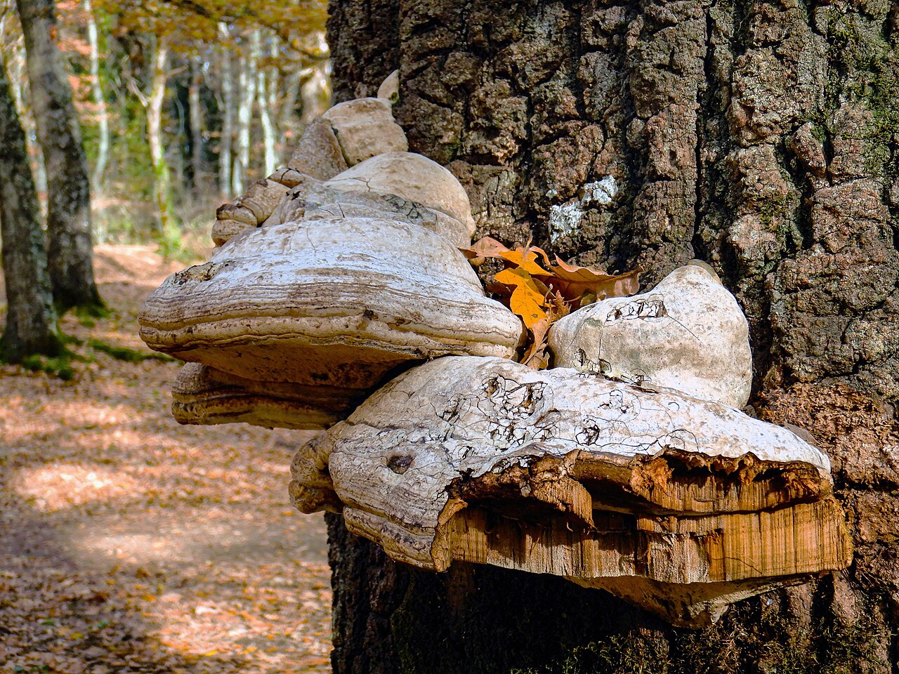 Pilze auf Baumrinde