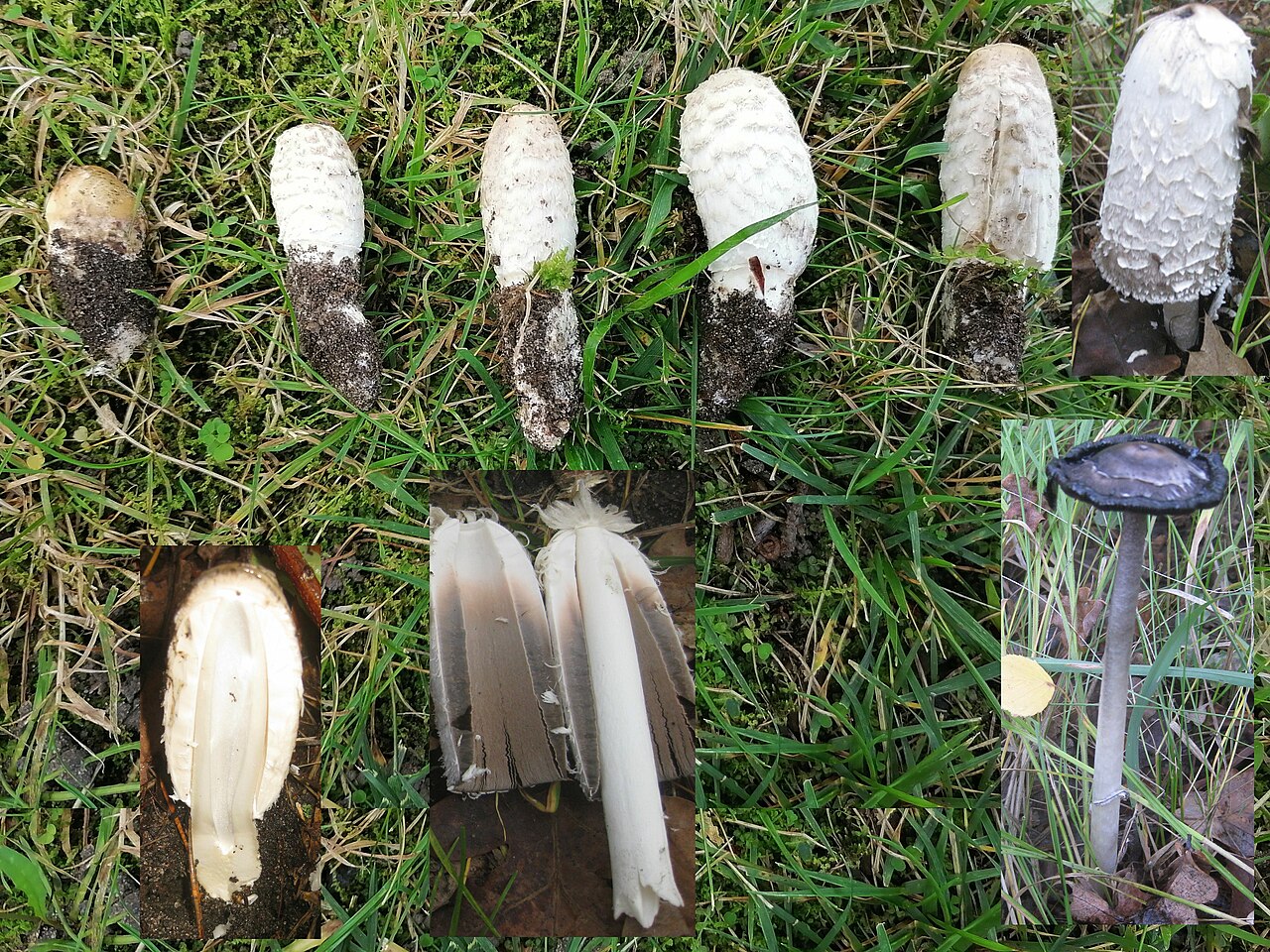 Unterschiedlich reife Schopftintlinge im Gras, vervollständigt mit Fotos von weiteren Entwicklungsstadien