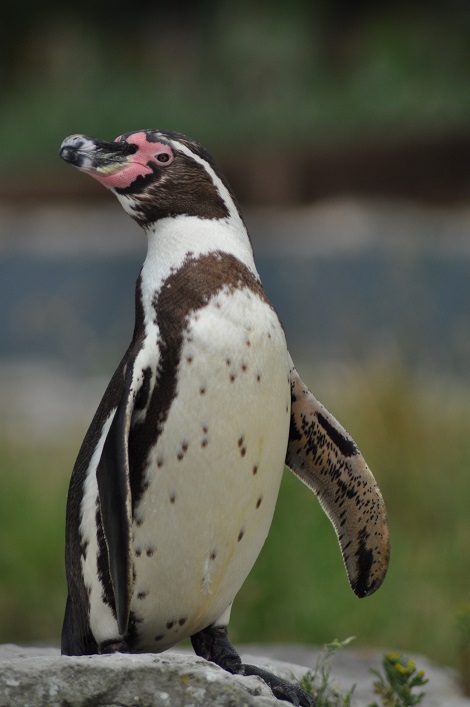 Humboldt-Pinguin