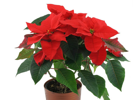 L'étoile de Noël est une plante de la famille des Euphorbes dont les fleurs sont entourées de bractées rouges.