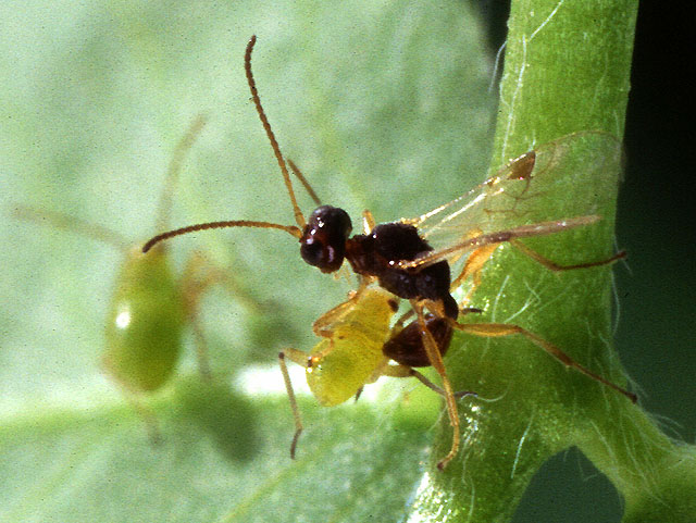 Une guêpe parasitoïde prête à pondre dans un puceron