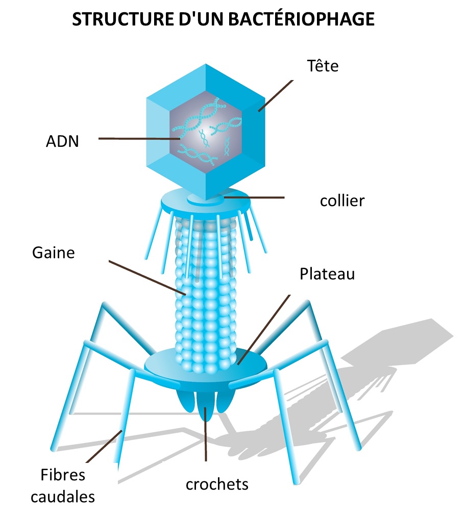 Structure d'un bactériophage