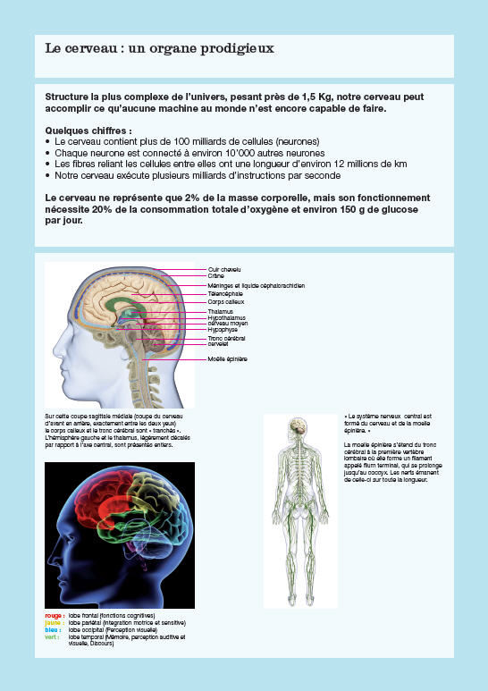 le cerveau