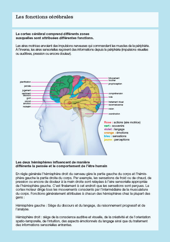 Les fonctions cérébrales