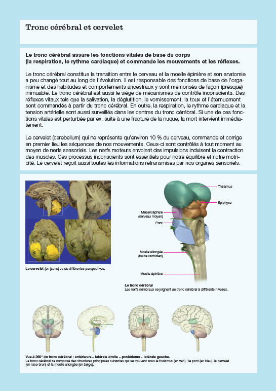 tronc cérébral et cervelet