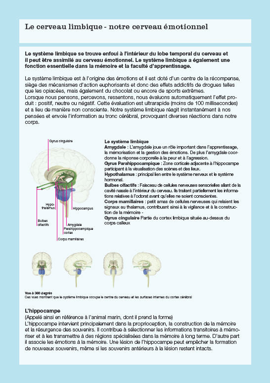 Le cerveau limbique