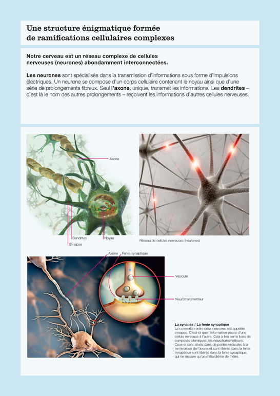 Les neurones