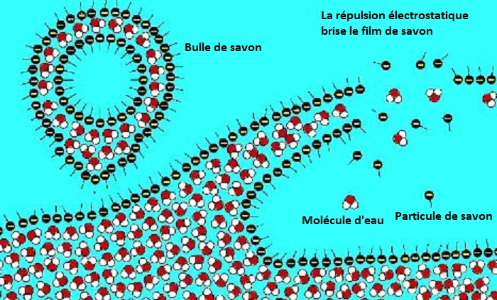 Les particules de savon se situent à l'intérieur et à l'extérieur de la bulle