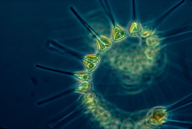 Algues marines microscopiques