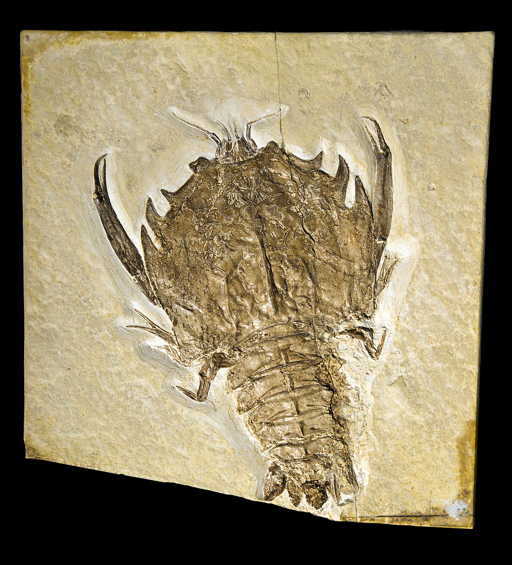 Un fossile de crustacé dans une roche sédimentaire calcaire