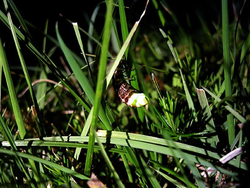 Le ver luisant est un insecte bioluminescent