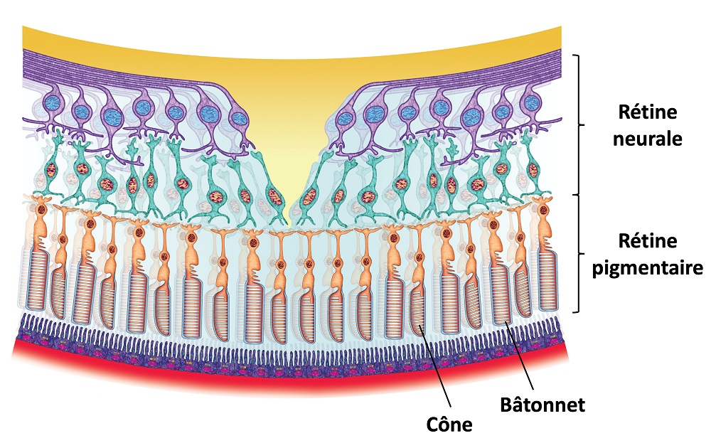 Cellules de la rétine