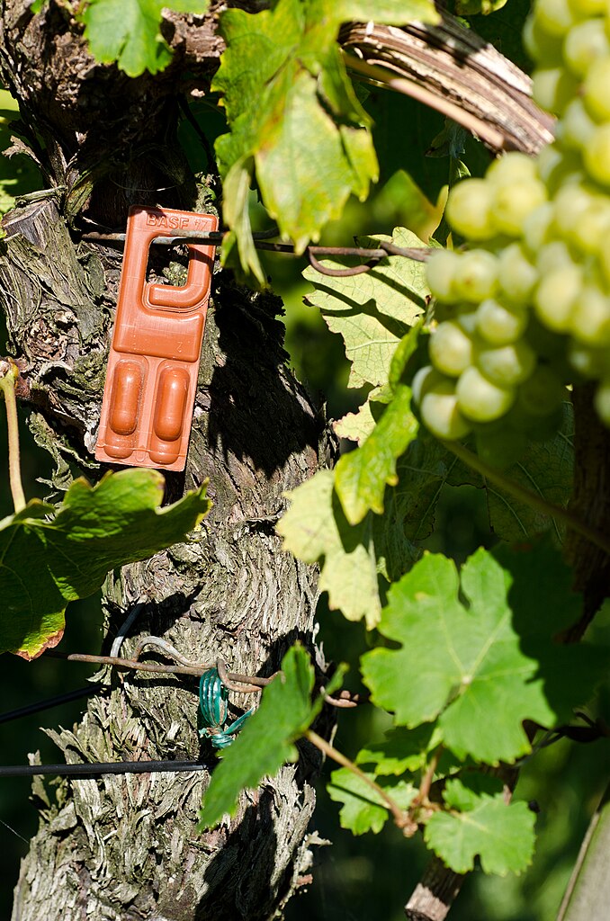 Cette plaquette de plastique rouge est un diffuseur de phéromones sur une vigne