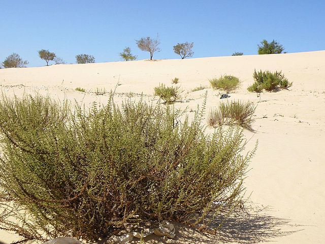 Plante et désert