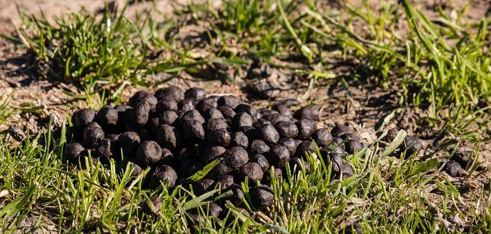 Des crottes de mouton dans un champ Des crottes de mouton dans un champ
