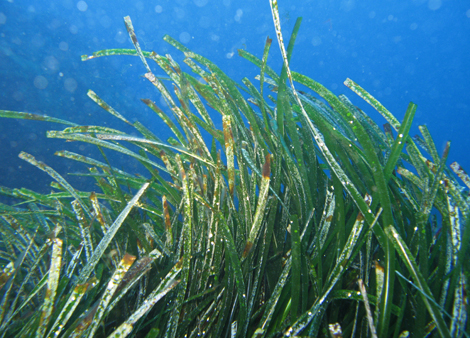 Seegras im Mittelmeer