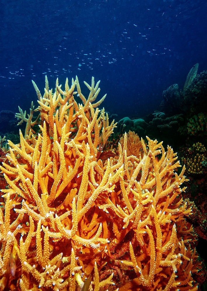 Récif coralien aux Maldives