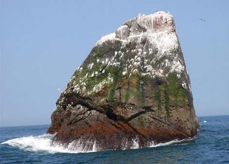 Vögel bevölkern eine von Guano bedeckte Insel