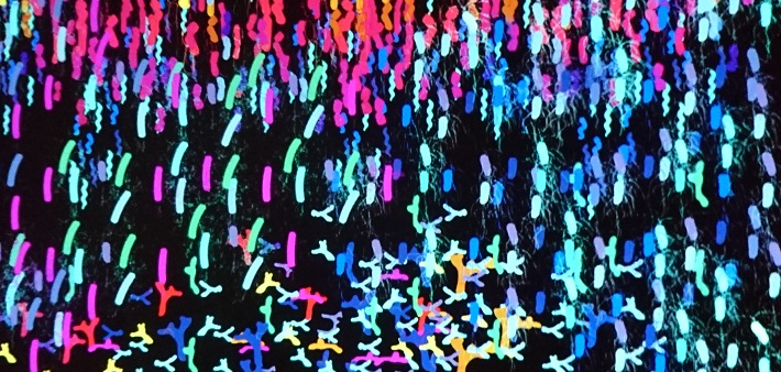 Le microbiote intestinal