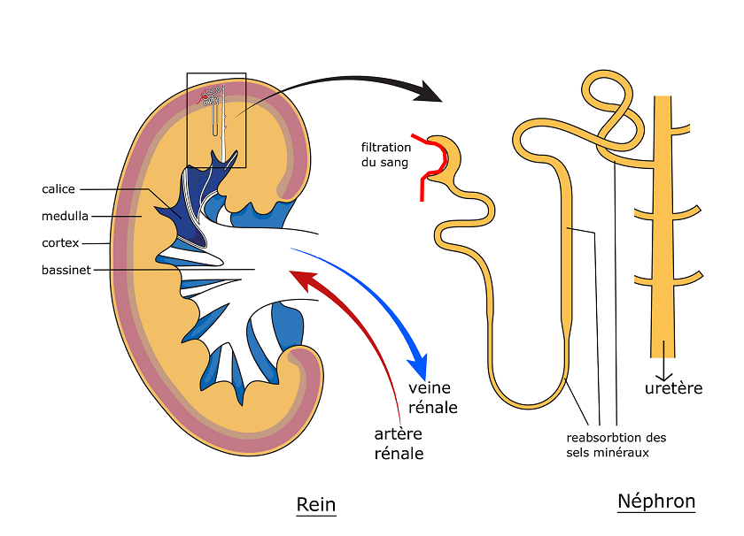 Schéma d'un rein