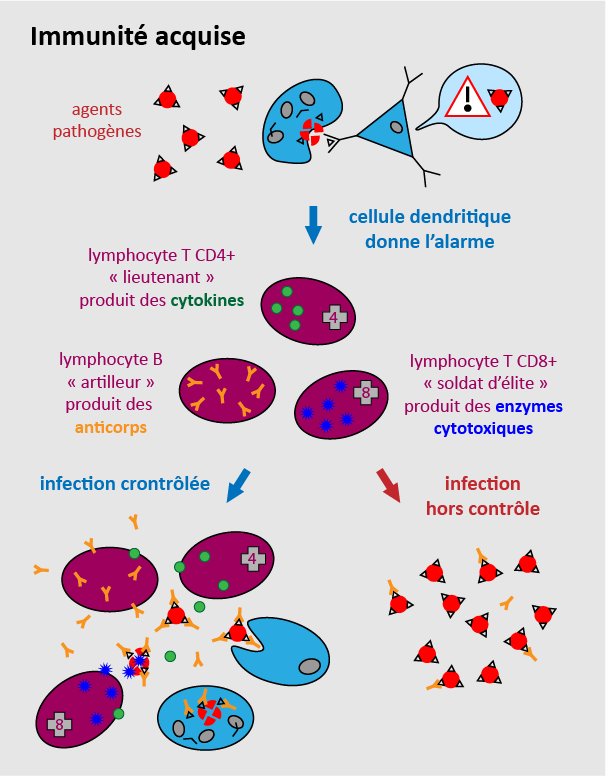 Schéma de l'immunité acquise