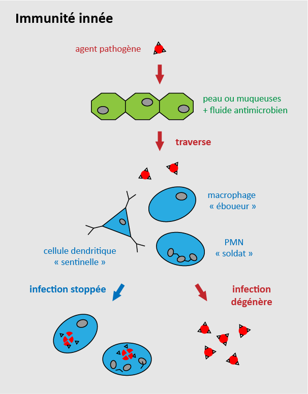 Schéma de l'immunité innée