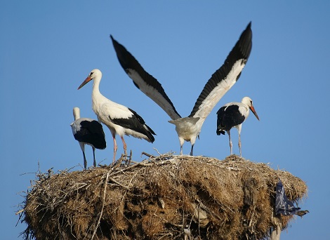 Cigognes dans leur nid