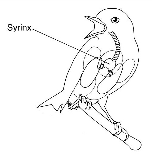 Syrinx d'un oiseau